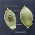  Two fertile florets-Inner (L.)and outer (R.)view